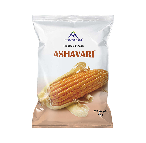 Hybrid Maize Ashavari